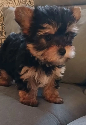 Yorkshire terrier welpen 