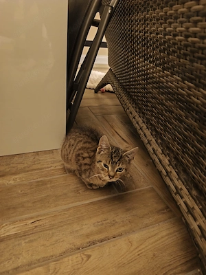  Kater ca 5 Monate alt 