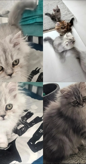 Perser Kitten Chinchilla reinrassig Kätzchen  Persian