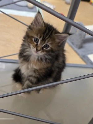Maine Coone Kitten, rein rassig, ohne Stammbaum 