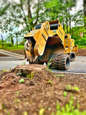 Baumwurzel, Baumstumpf, Wurzelfräsen, Stubben entfernen 