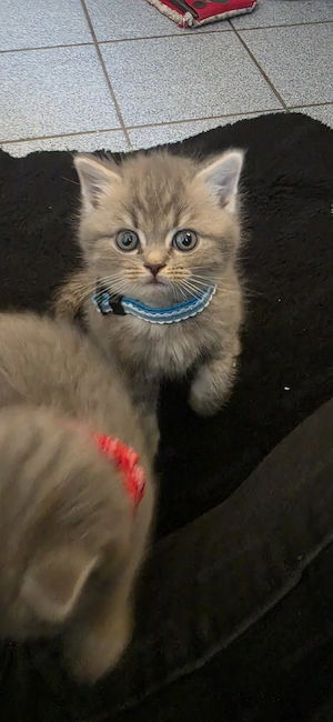 bkh kitten 