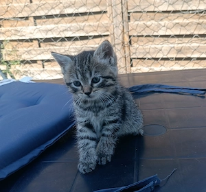  Zwei zauberhafte BKH-Kitten suchen noch ihr Herzenszuhause   