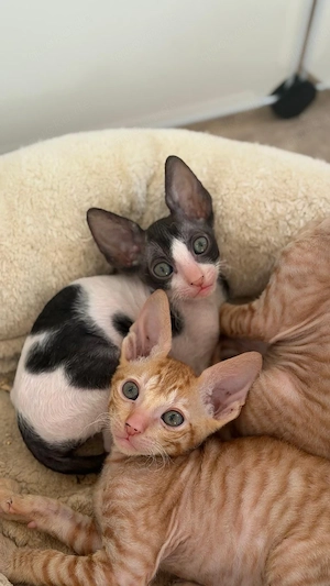 Wunderschöne verschmuste Cornish Rex Babys mit Papieren 