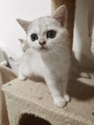 Wunderschöne BKH Kitten