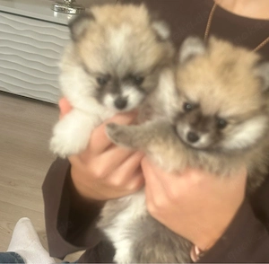 pomeranian zwergspitz