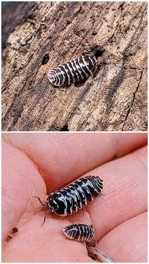 Diverse Zierasseln: Cubaris, Armadillidium, christarmadillidium,... 