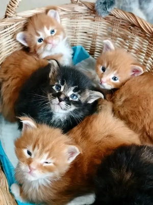  Bezaubernde Maine-Coon-Kätzchen suchen ein liebevolles Zuhause!