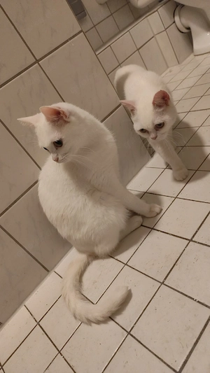meine katze sucht neues Zuhause 
