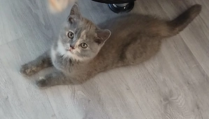 Brisch Kurzhaar Mädchen sucht noch !!!