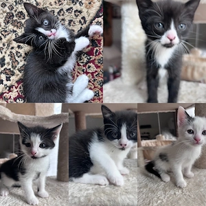 Kleine Katzen zu verkaufen 