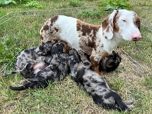 Doxipoo Welpen 