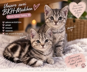 Bkh black Silver tabby Mädels bestens aufgewachsen und sozialisiert