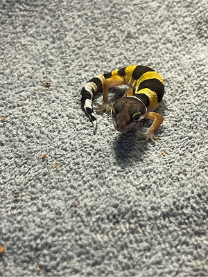 Wunderschöne Leopardgeckojungtiere