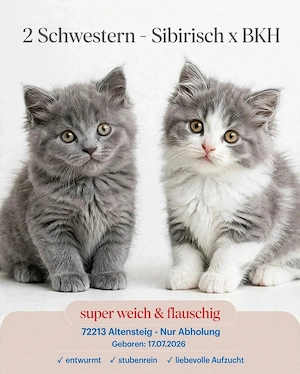 Sibirische-Waldkatze   Britisch kurzhaar ( BKH )