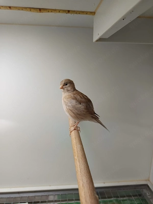 fife fancy kanarien Vögel 