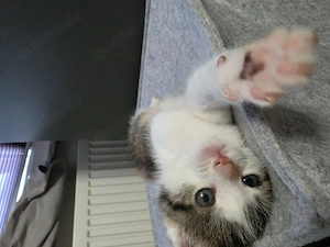 Katzenbabys suchen ein Zuhause