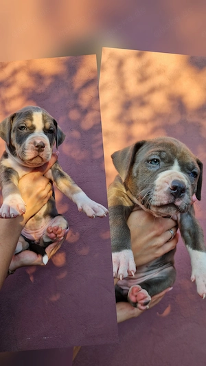 American Bully XL Welpen suchen ihr liebevolles Zuhause 