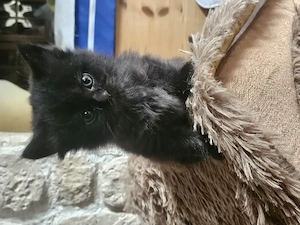 kleine Maine Coon Bärchen