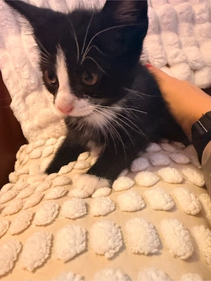 6 süße Kitten suchen ein liebevolles Zuhause   