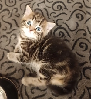 BKH Kitten 