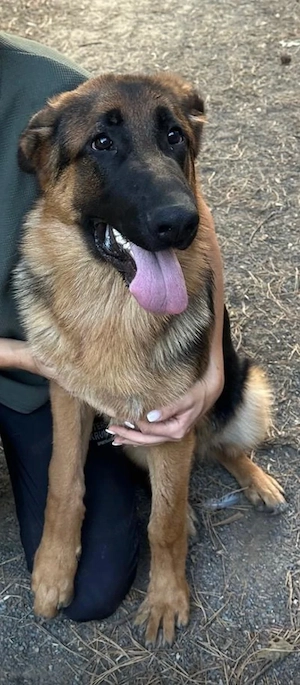 Junger Deutscher Schäferhund Rüden sucht sein für immer zu Hause