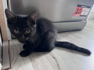 Zwei süße Kitten-Mädchen suchen gemeinsam ein liebevolles Zuhause