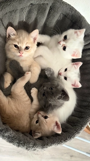 Reinrassige BKH Kitten
