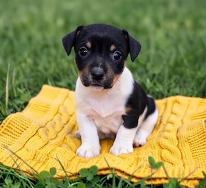 Wunderschöne Jack Russell Terrier Welpen ab Mitte Oktober abzugeben