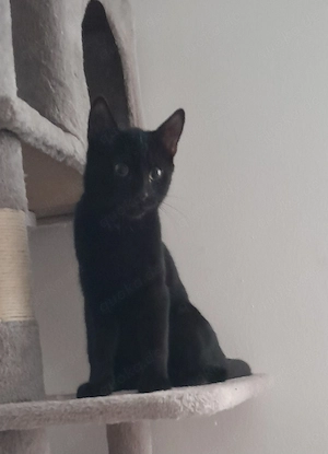 Hauskatze.
