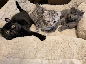 5 Zuckersüßen Kitten Mix Amerikan Curl und BKH