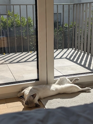 Siam Thai Katze Deckkater 
