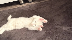 Süßer weißer Kitten-Kater sucht ein liebevolles Zuhause 