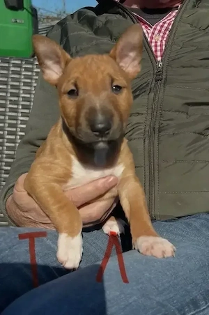 Miniatur Bullterrier Welpen - Champion verparrung 