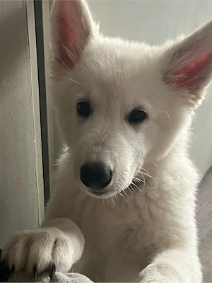 Schweizer Schäferhund, Welpen