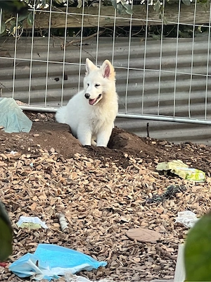 Schweizer Schäferhund, Welpen