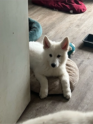 Schweizer Schäferhund, Welpen