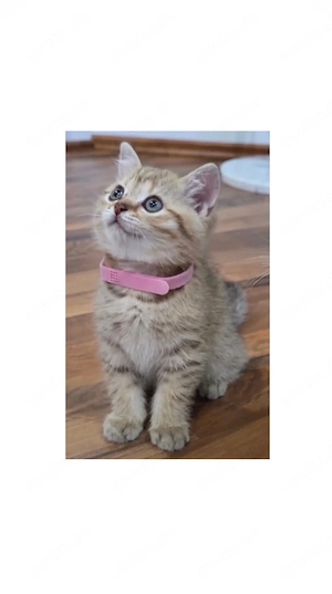Abgabebereit ! BKH Kitten Mädchen