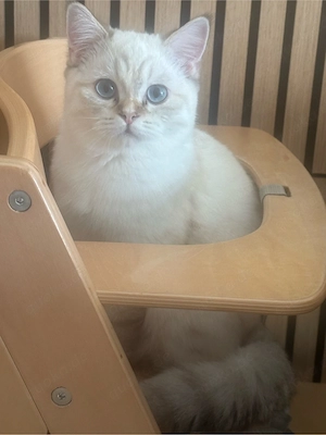 katzenmädchen Mia