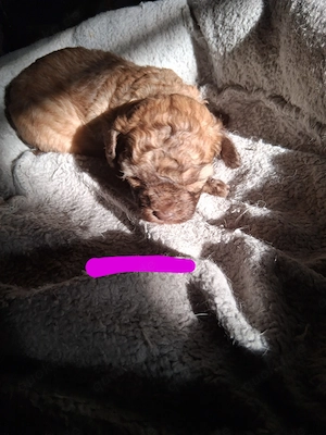 Maltipoo Welpen suchen ihr neues Zuhause 