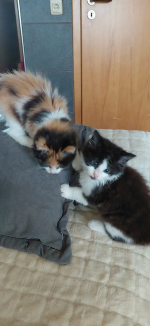 Halbperser Babys