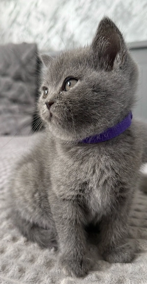 1 Mädchen frei BKH Britischkurzhaar Kitten in blau reinrassig