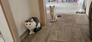 Hanni und Nanni suchen ein neues Zuhause