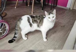Hanni sucht ein liebevolles neues Zuhause   