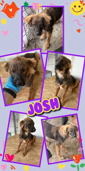 bezaubernder, wunderschöner Welpenjunge "Josh" sucht ein liebevolles Zuhause