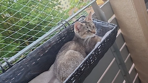 katze nala berlöwenfell