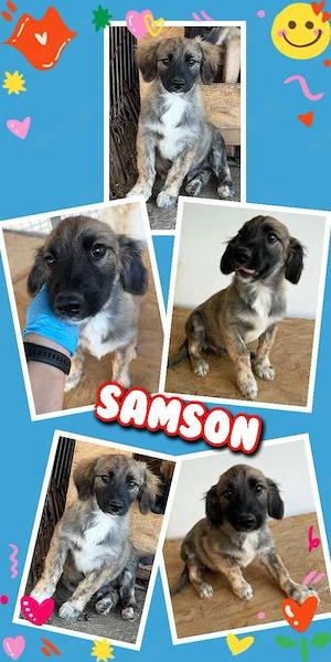 wunderschöner Welpenjunge "Samson" sucht ein liebevolles Zuhause