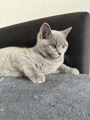 Liebevolle BKH-Kitten suchen ein neues Zuhause