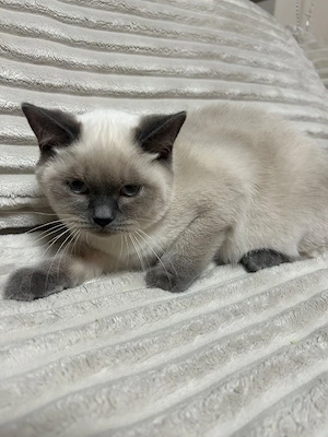 bkh kitten abzugeben
