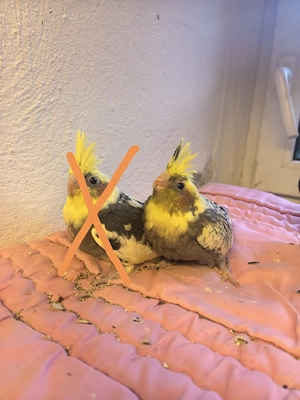 2 nymphensittich babys